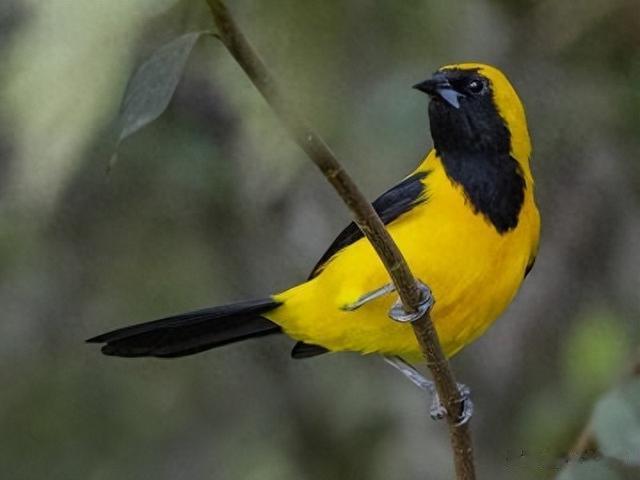 Ubuntu 24.10 Oracular Oriole 已经发布