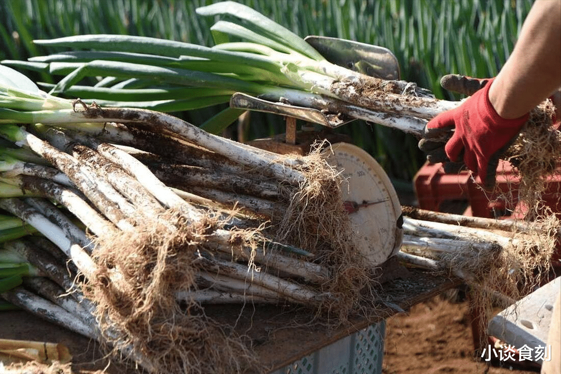 农谚“秋分不去收,到头一场空”,9月22日秋分,要去收什么?