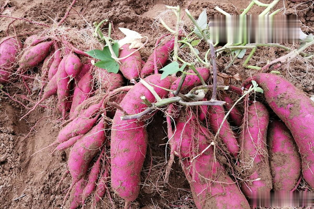 秋处暑,猛如虎!秋天多吃5宝,滋补解秋燥,身体受用一整年!