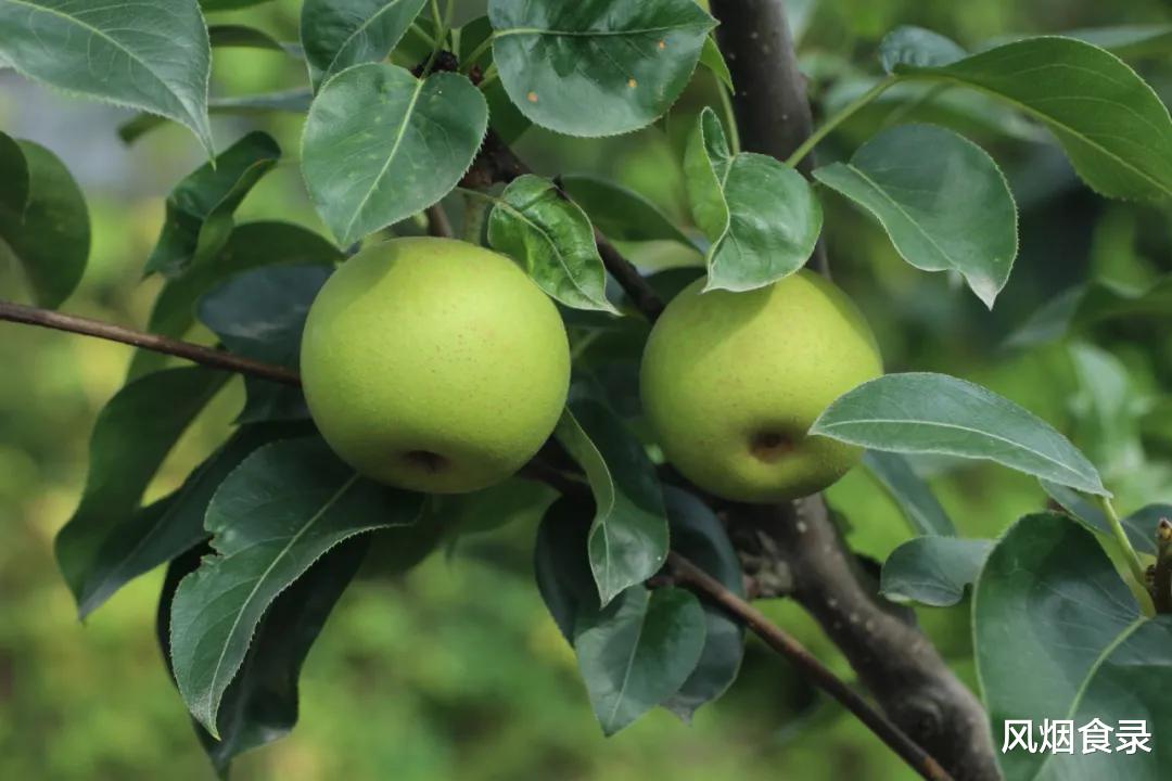 全国,哪的“梨”最好吃?经过评选,这10个地方上榜,有你家乡吗