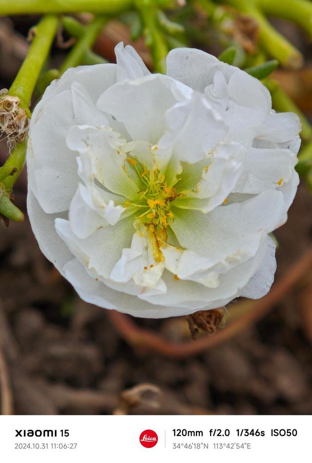 果然还是骁龙+澎湃最搭了，昨天买了小米15， 分享下使用感受