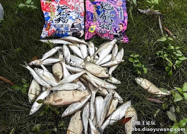 地狱猫诱钓合一表现不俗