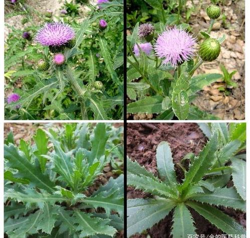 曾被农民当野菜吃,也是不可多得的高级补品,为何如今消失不见