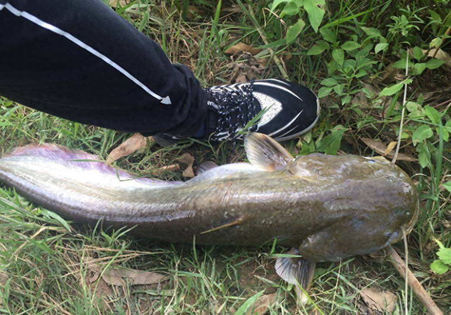 夏季野钓鲶鱼好时机，红烧、烧烤都好吃，媳妇都主动让去钓鱼了