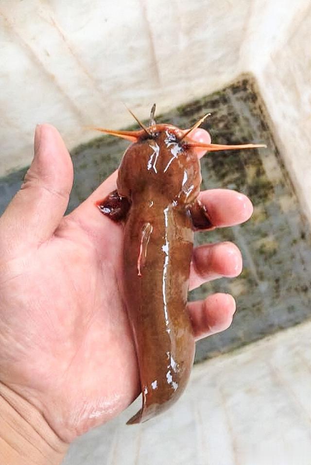 最好吃的“十大”淡水鱼，你吃过哪几种？青鱼、草鱼，鲫鱼未上榜