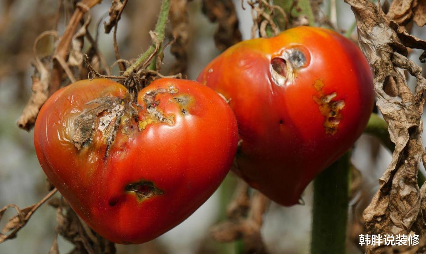 腐烂的西红柿别扔掉,越烂越有价值,这3大用途,很多人都想不到
