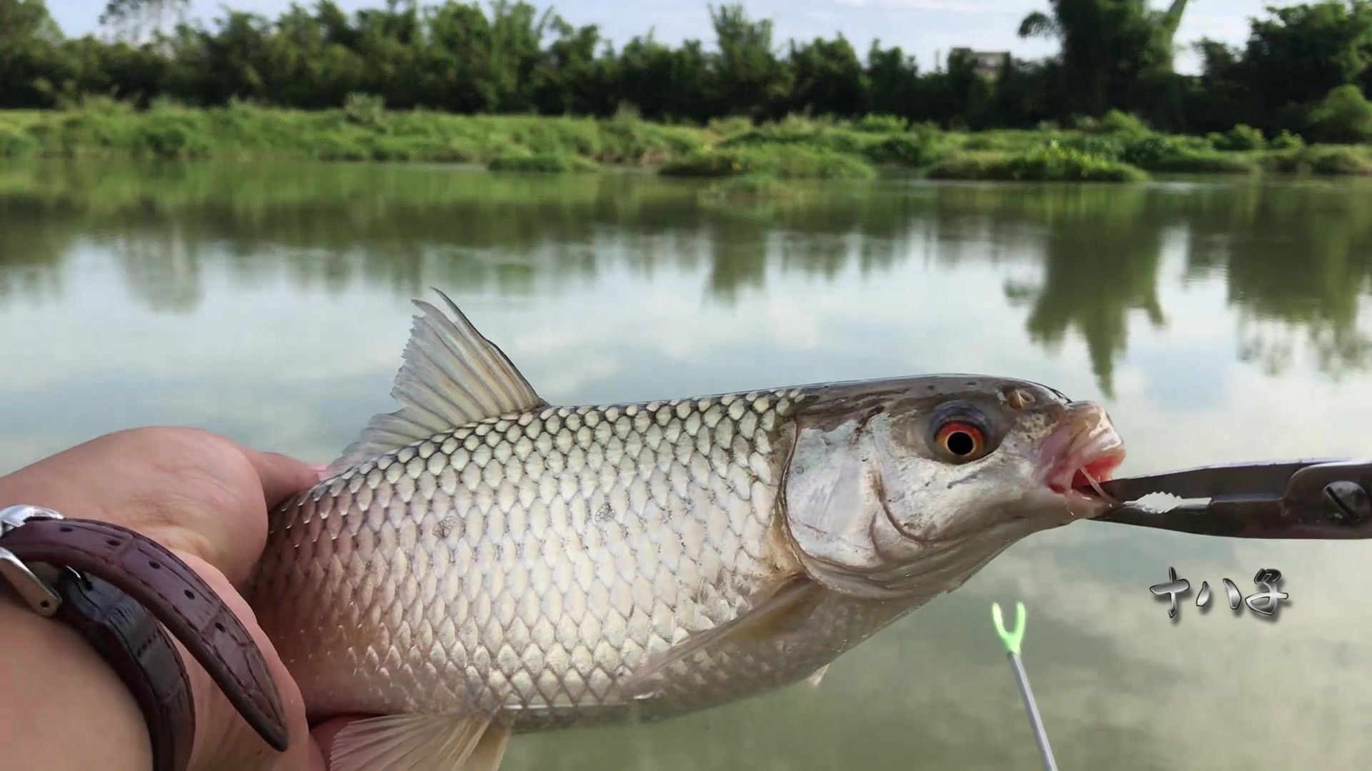 “红眼鱼”是啥鱼？为啥成钓鱼界的“白月光”，让钓鱼佬趋之若鹜？
