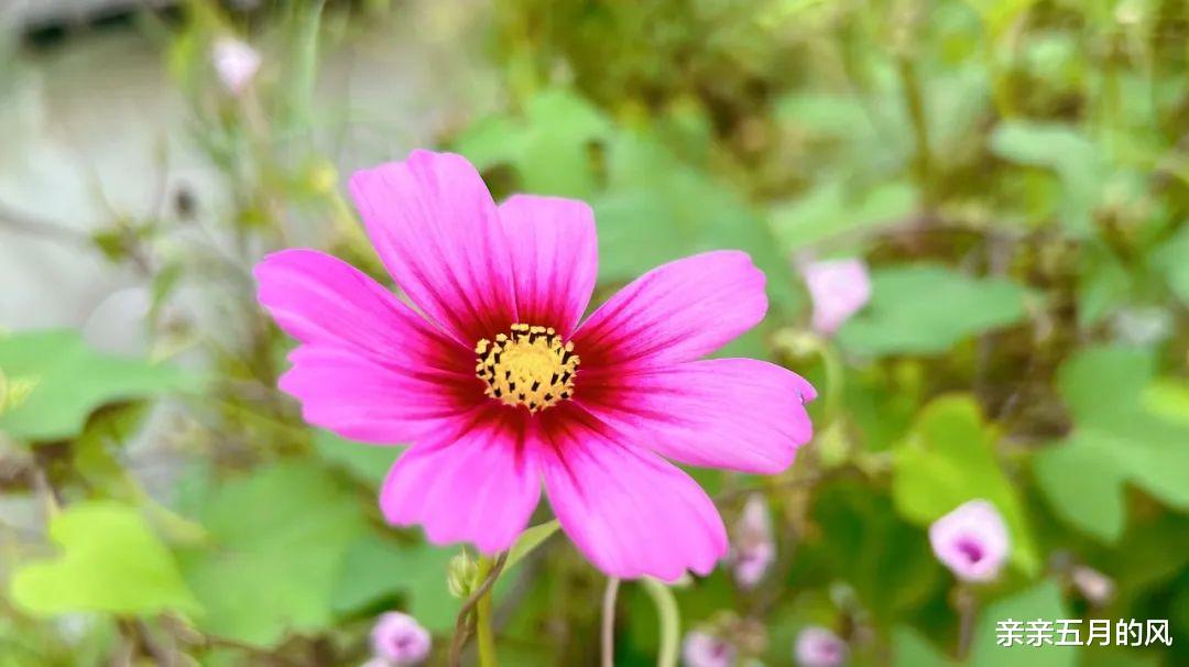 永远不能跟领导说的5句话，知道你就厉害了！