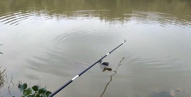 旁边的钓友说我钓鱼压线是显摆,我真是有点无语,压线真的很有用
