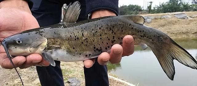 有毒的“淡水鱼王”：以前卖到8000元一条，现在却吓退无数钓鱼佬