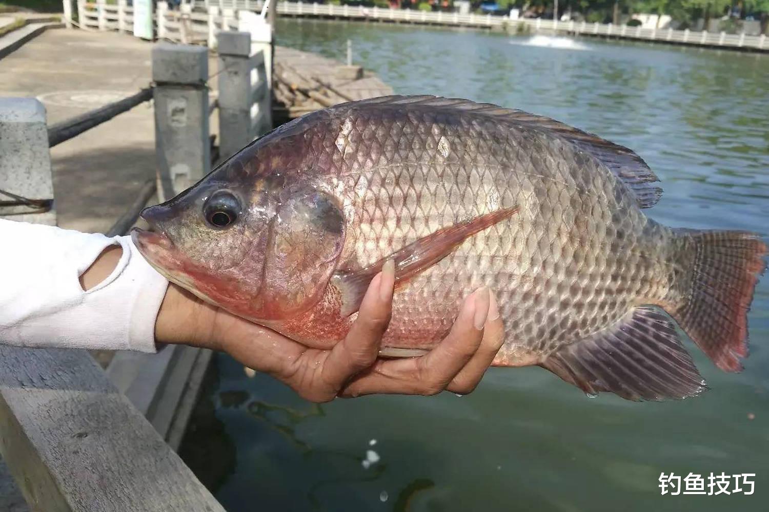 钓大罗非鱼的5个技巧,连竿爆护变得很容易