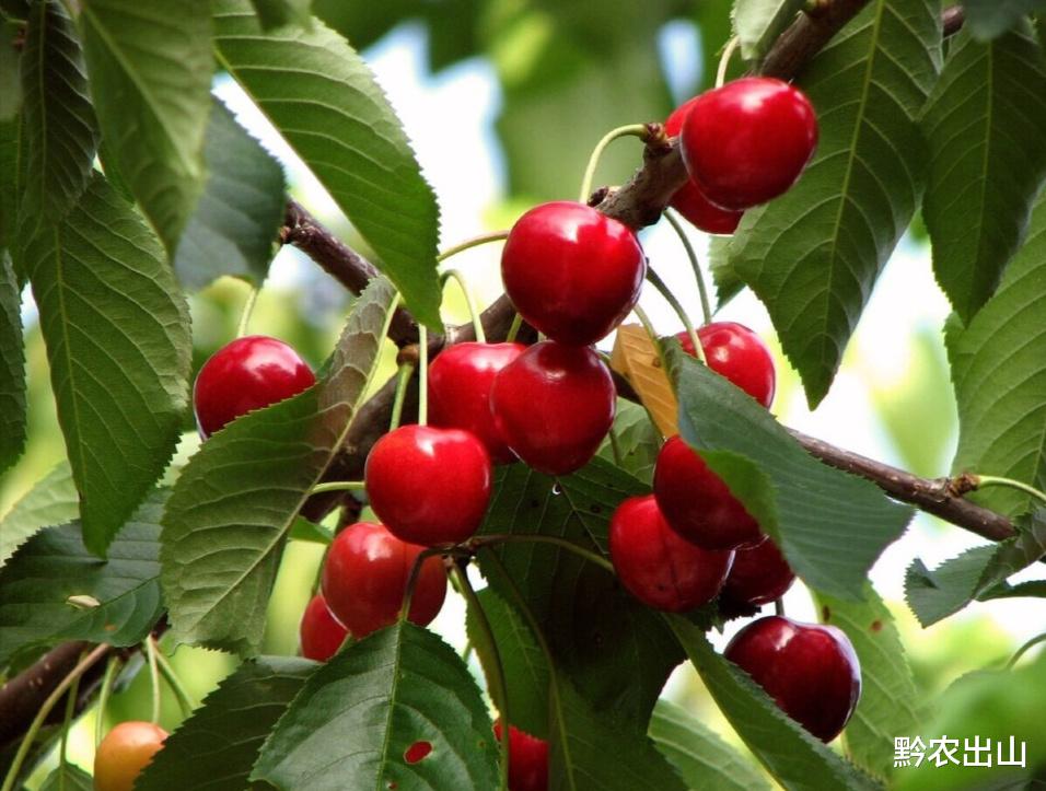 继车厘子之后，又一种高水果走红，网友：吃不起，我选择自己种植