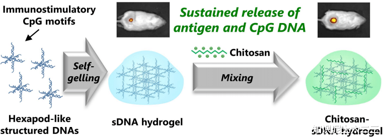 水凝膠微型機(jī)器人，材料多樣性能優(yōu)