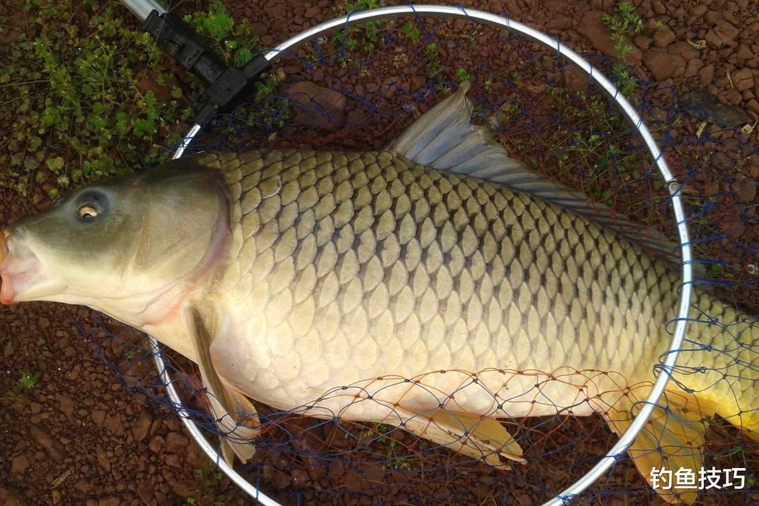 春季如何野釣鯉魚？春季野釣鯉魚的5個建議