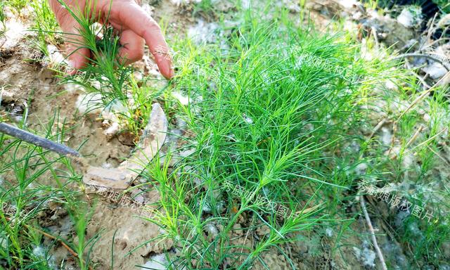 这菜全身是宝,却因名字被人“嫌弃”,比荠菜营养,比韭菜鲜!