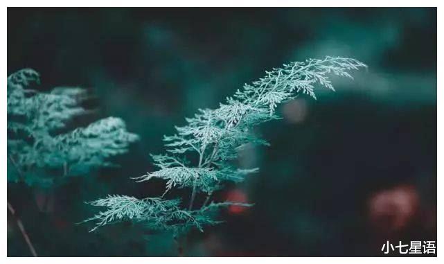 龙年顺利 !受人尊重,事业开花,人生之中处处是机遇的生肖