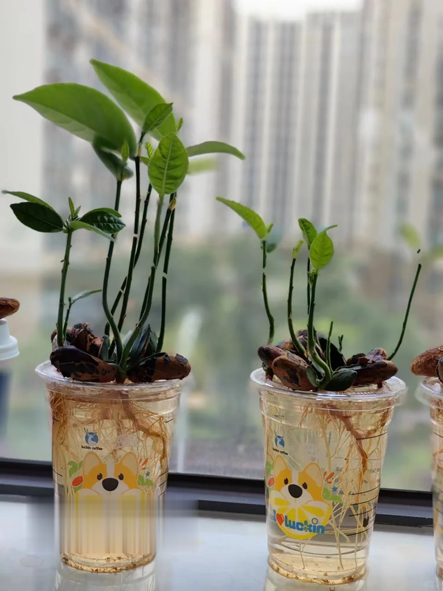 吃完的4种“水果核”先别扔，丢进花盆里，15天拥有一个小森林！