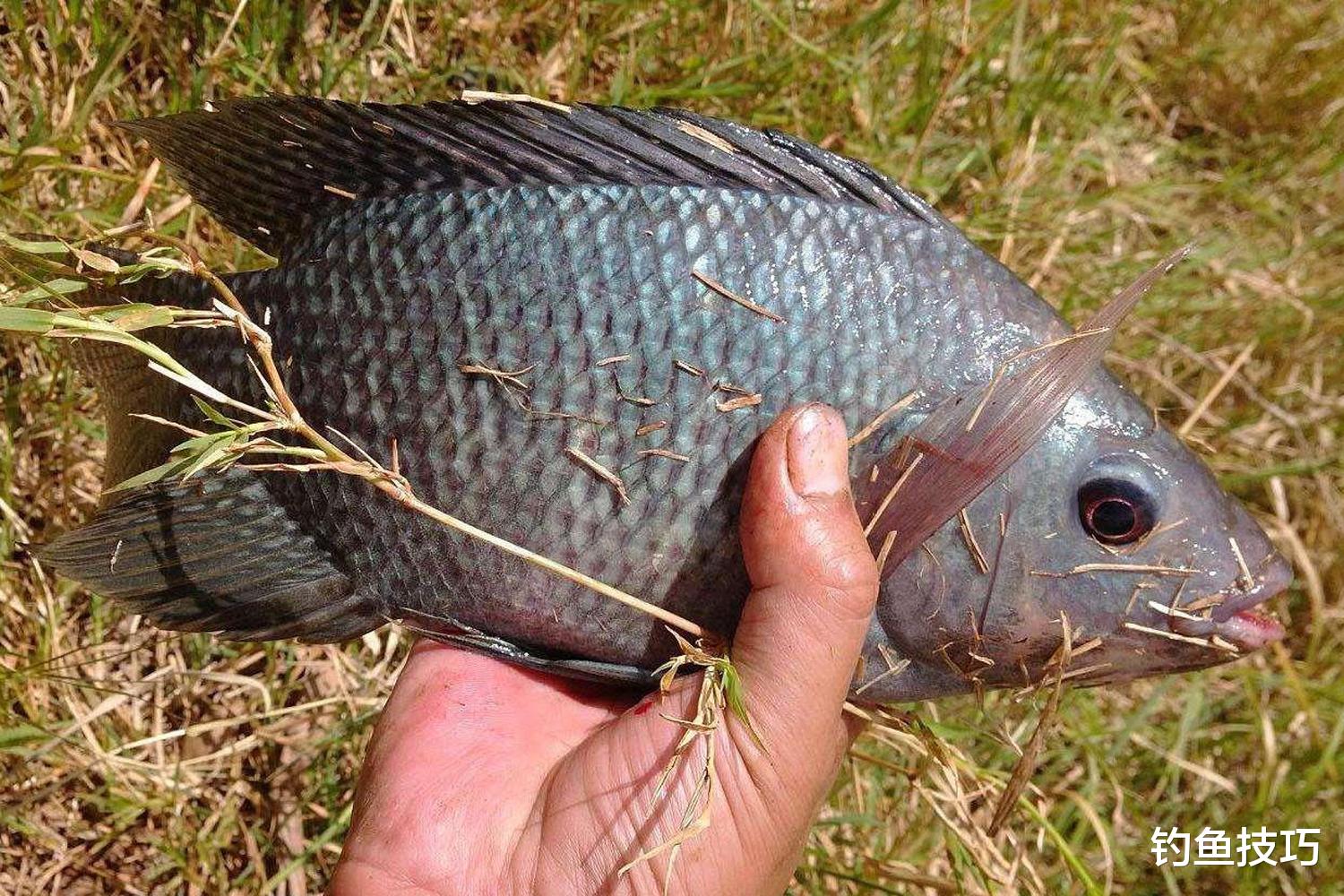 春季钓轻口罗非鱼的4个要领,提高中鱼率