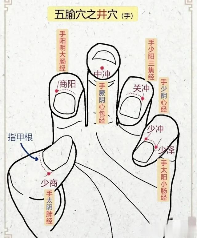 涌泉、厉兑…这些穴位你了解吗？五瑜穴井穴、荥穴都在哪吗？