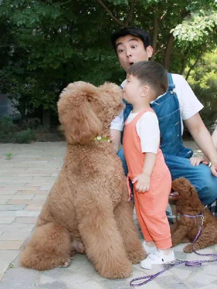 霍思燕晒9条宠物狗,透露骆驼和Jack已去世,网友纷纷泪目