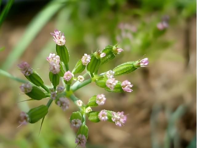 孜然是什么？为什么烧烤离了它不好吃？今天全读懂，来涨知识了