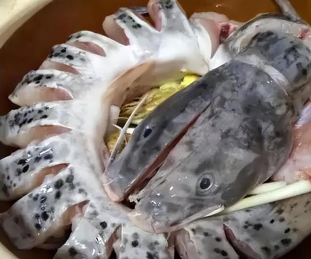 有毒的“淡水鱼王”：以前卖到8000元一条，现在却吓退无数钓鱼佬