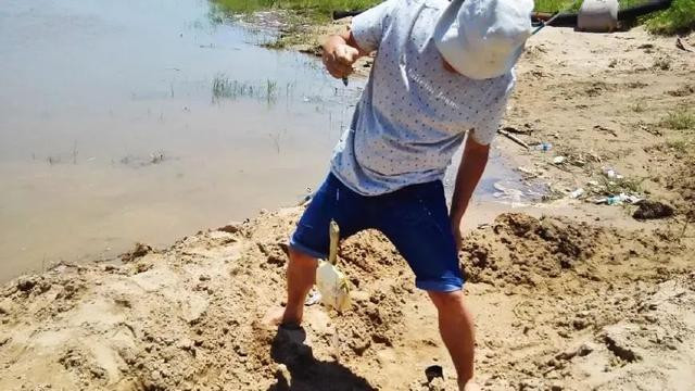 探寻黄河甲鱼，5-6月份正是野钓“三黄鳖”的大好时机