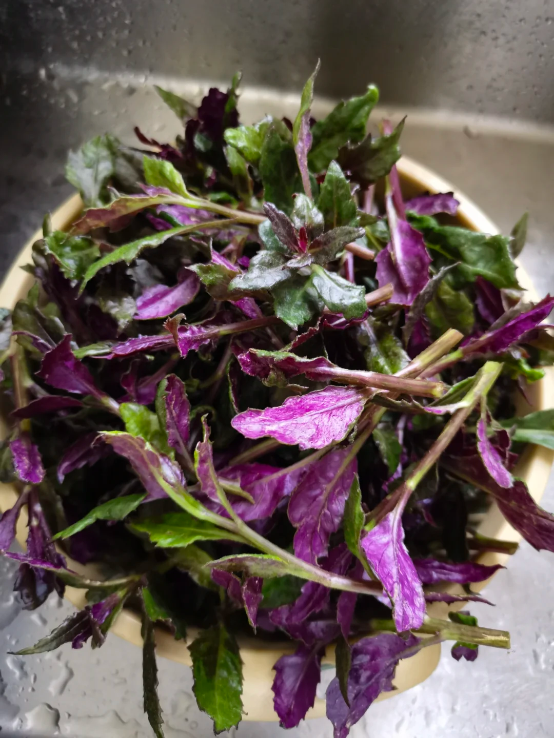 春天到了，30种常见野菜图片，遇到了认准了就挖回家吃吧