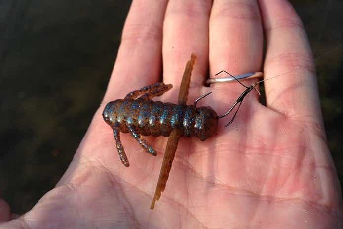 夏日垂钓:路亚鲈鱼的黄金季节与指南