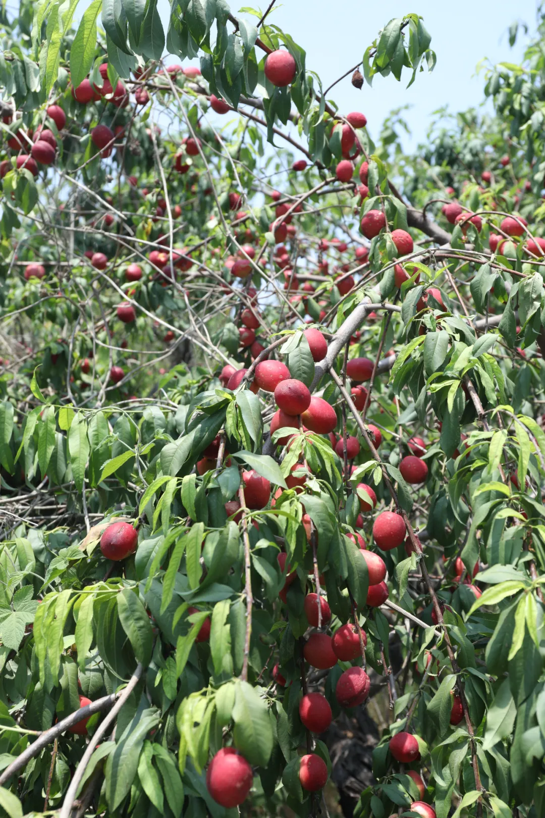 车程只要半个小时,就能美食相伴、策马奔腾潇潇洒洒?