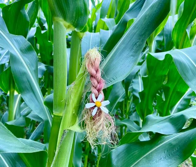 高考后遗症的准大学生，在玉米地扎辫子，网友：干美发吧