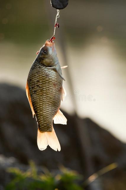 五分钟学会调漂!浮漂的终极灵敏状态!送给对浮漂有严格要求的人