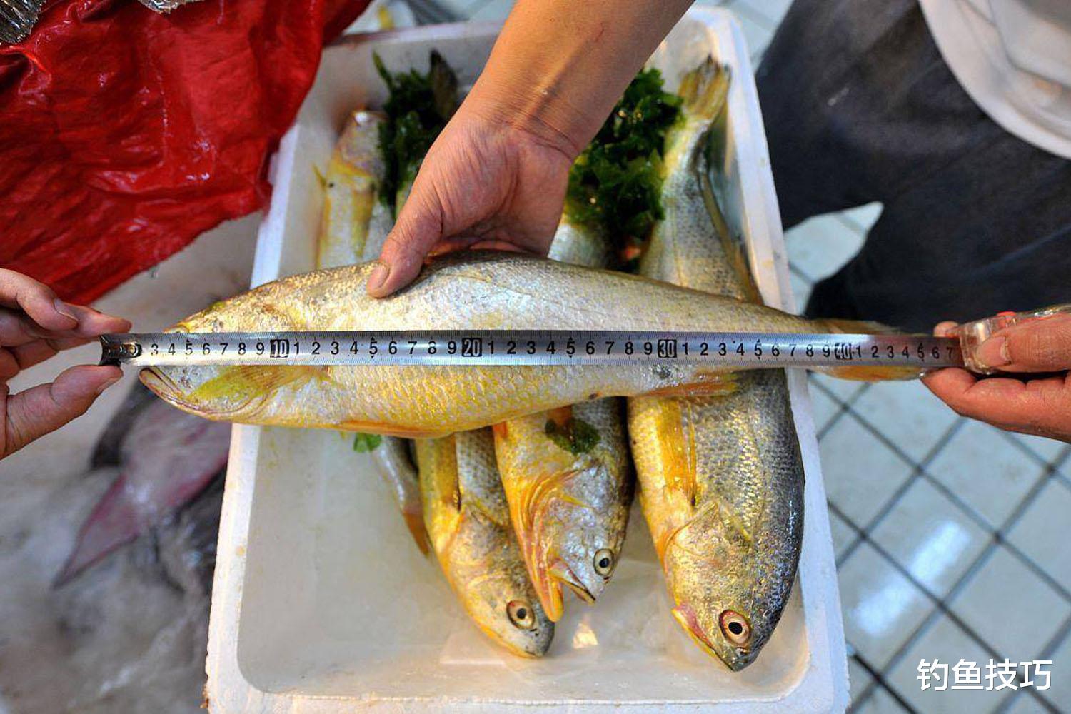 4月份最好钓的4种海鱼，海钓好时机不可错过