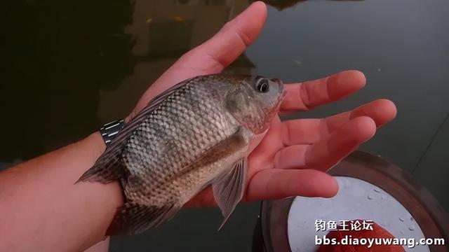 夜战，地狱猫再获鲤鲫