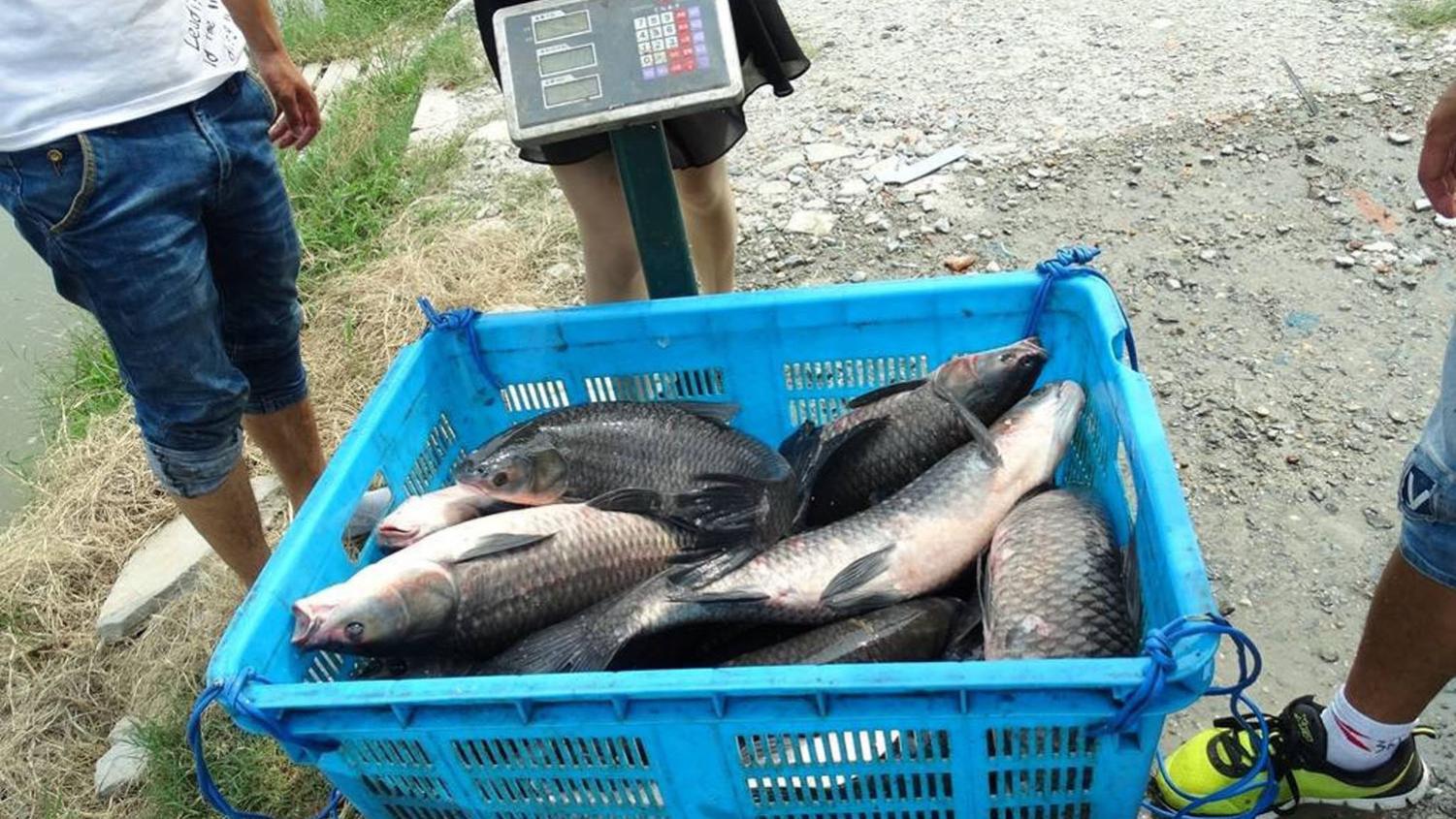 钓黑坑青鱼的5个打窝秘诀，连续上鱼的关键