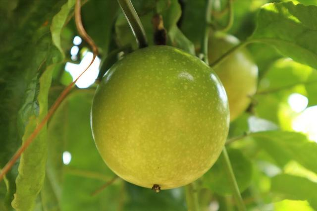 “秋吃果，药不抓”！立秋后，多吃这5样“秋果”，安稳过秋天