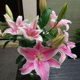 简绿花盆设计