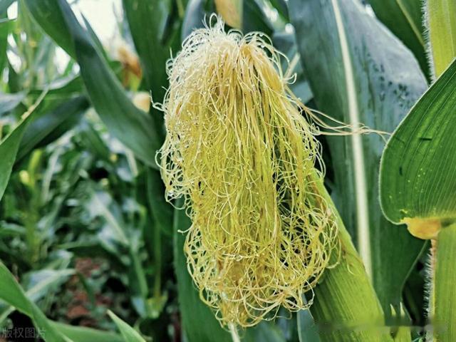 胆结石别担心?中医重用玉米须,石头慢慢变少,胆不用切除