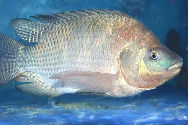 浑身都是“寄生虫”的5种鱼，卖鱼老板自己从来不吃，白送也别要