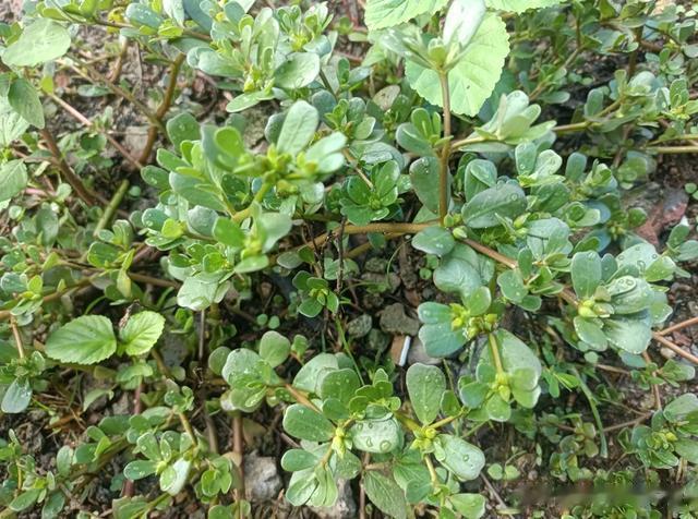 叶似老鼠耳，老人叫它“祛湿菜”，在菜园里就有，懂它的人都在吃