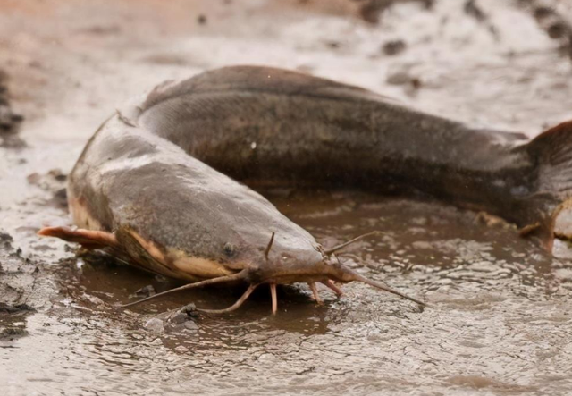 居然比鲤鱼还要难吃?钓鱼佬眼中最难吃的5种鱼,白给都不想要?