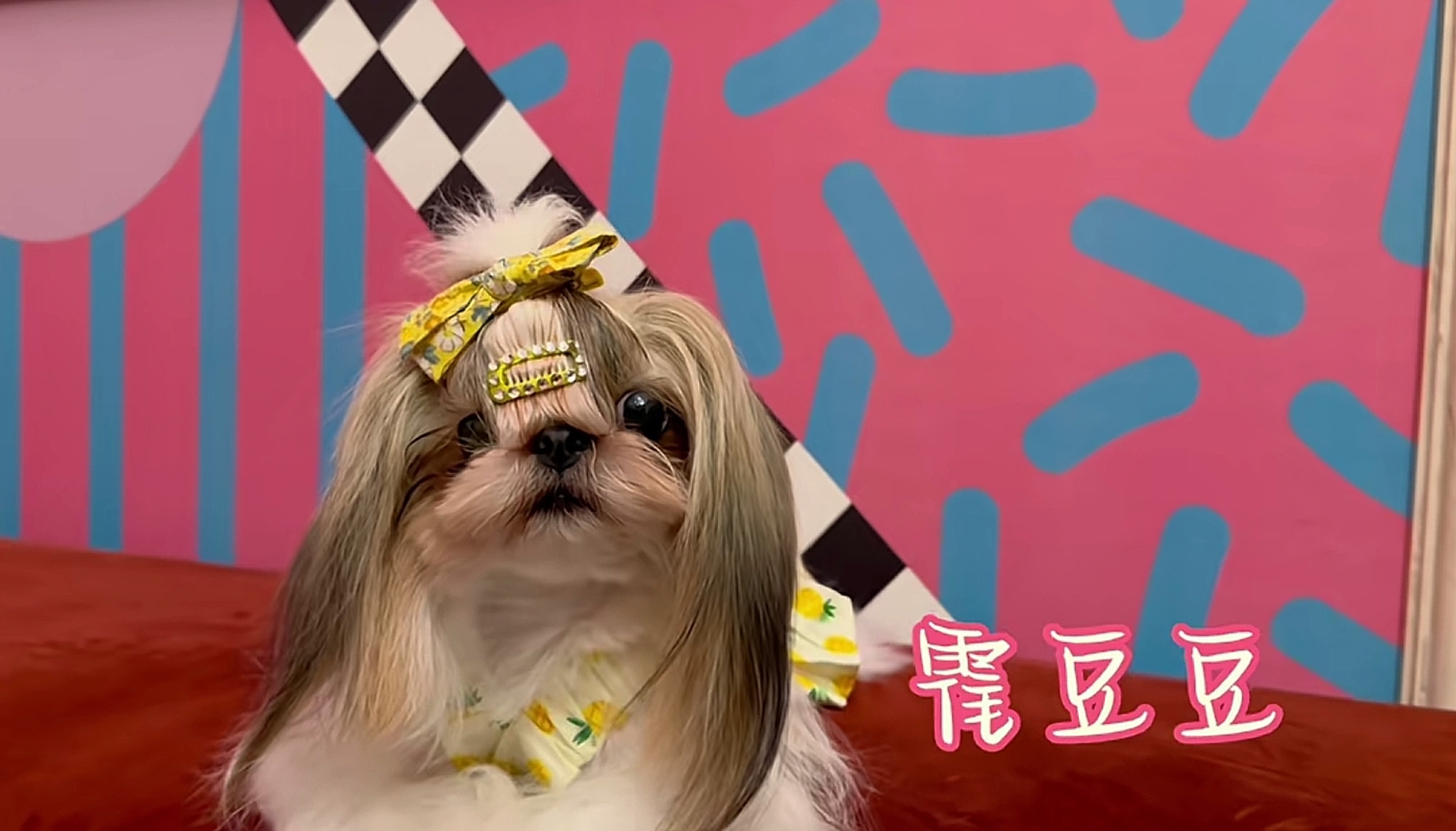 霍思燕晒9条宠物狗,透露骆驼和Jack已去世,网友纷纷泪目