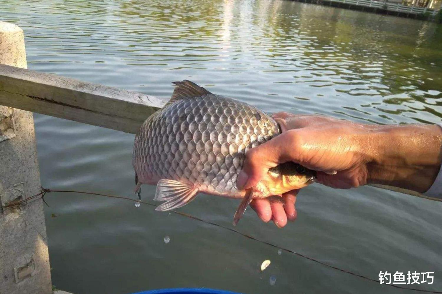 鲫鱼开口的4个规律，和水温的变化息息相关