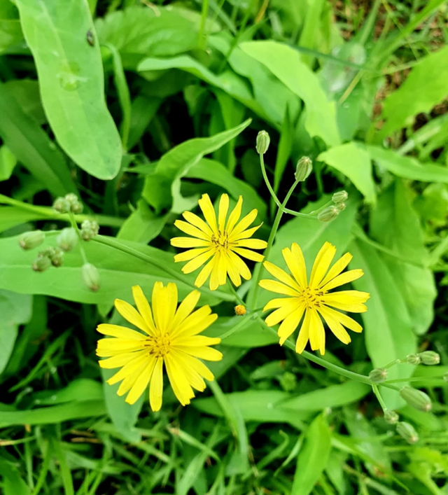 李时珍称它“通结气利肠胃”，民间俗称“黄瓜菜”，却沦为了杂草