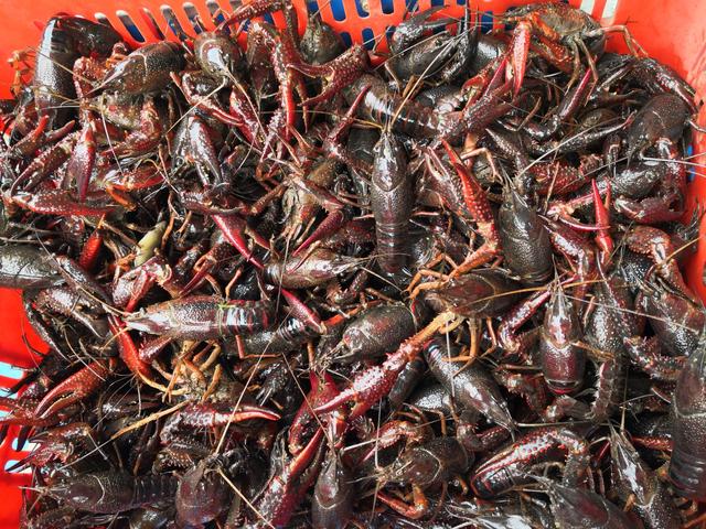 买小龙虾时，聪明人会避开“这4种”，老板：不是吃货就是同行！