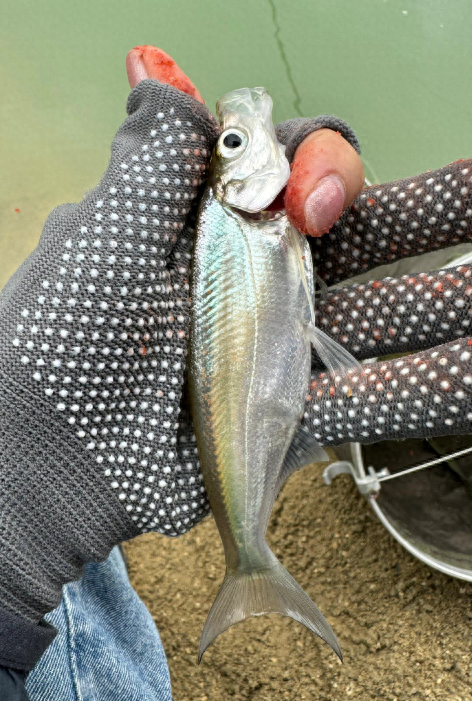 野钓调漂攻略，常钓鱼类调漂技巧，调几钓几一次说清楚