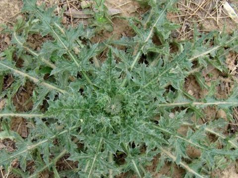 曾被农民当野菜吃,也是不可多得的高级补品,为何如今消失不见