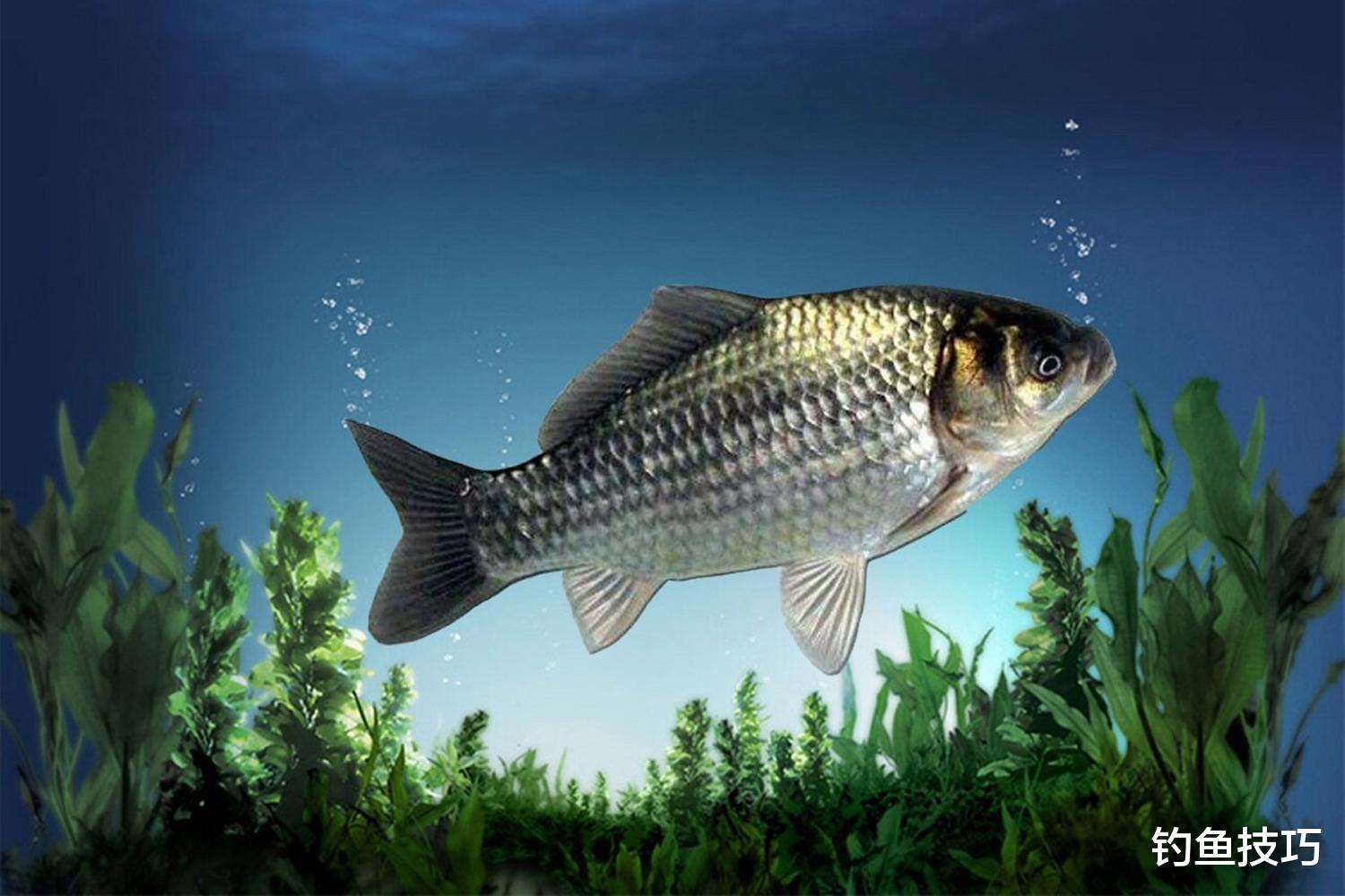 鲫鱼开口的4个规律，和水温的变化息息相关