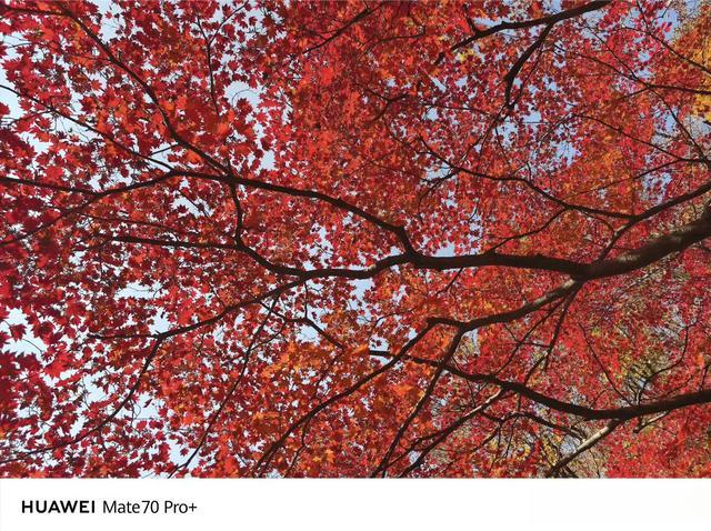 华为Mate70 Pro+ 样张来了,首发红枫镜头!