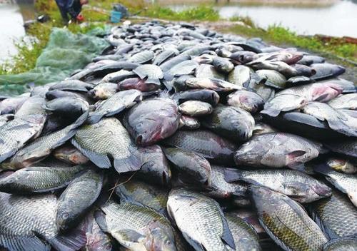 浑身都是“寄生虫”的4种鱼，卖鱼老板自己从来不吃，白送也别要